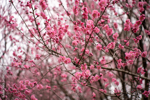 Pink peach flower blossom