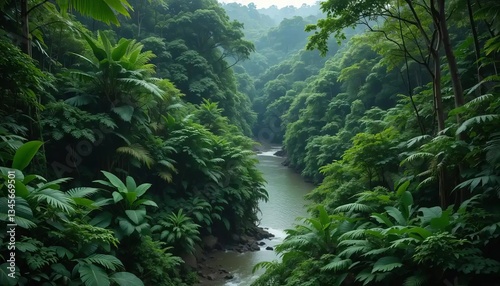 Amazon Rainforest Brazil River