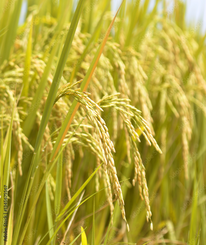 Rice field Ears of golden rice Rice field Ears of golden rice