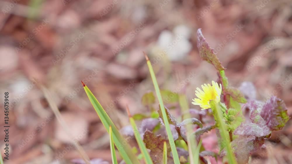 Yellow Flower Swaying in Breeze Yellow Flower Swaying in Breeze