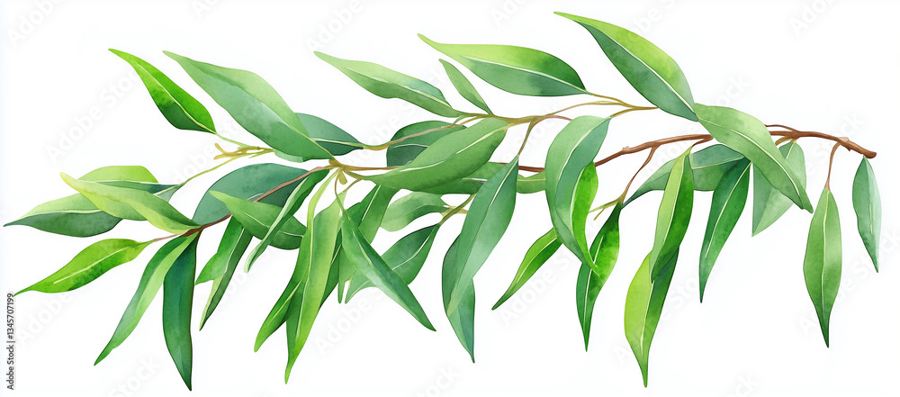 Fototapeta premium 흰색 배경에 녹색 잎이 있는 수채화 유칼립투스 가지, 벡터 일러스트레이션(Watercolor eucalyptus branch with green leaves on white background, vector illustration)