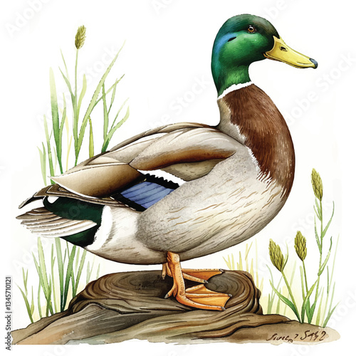 Watercolor Duck white background