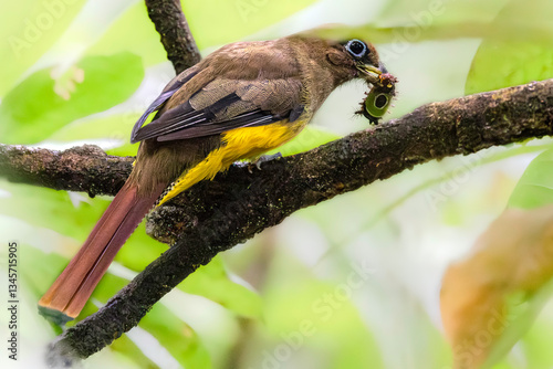 Obraz na płótnie Northern black-throated trogon (Trogon tenellus), female. Carera National Park, Costa Rica. Selective focus on bird's eyes w salonie