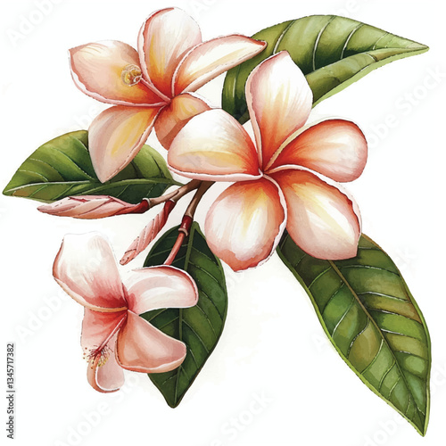 Watercolor Frangipani white background