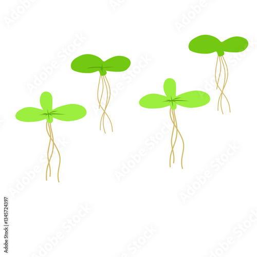 Duckweed Illustration 