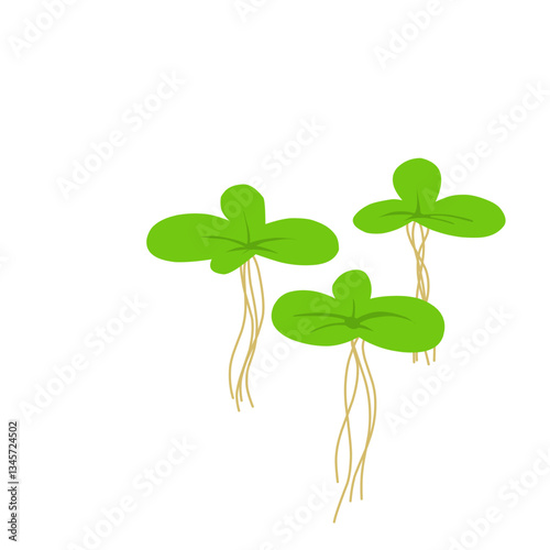 Duckweed Illustration 