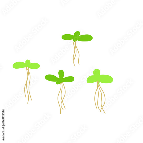 Duckweed Illustration 