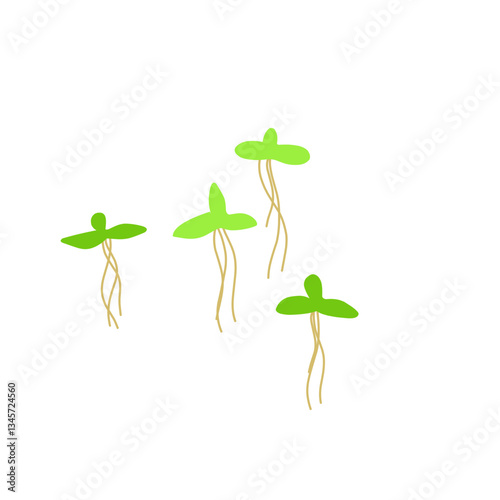 Duckweed Illustration 