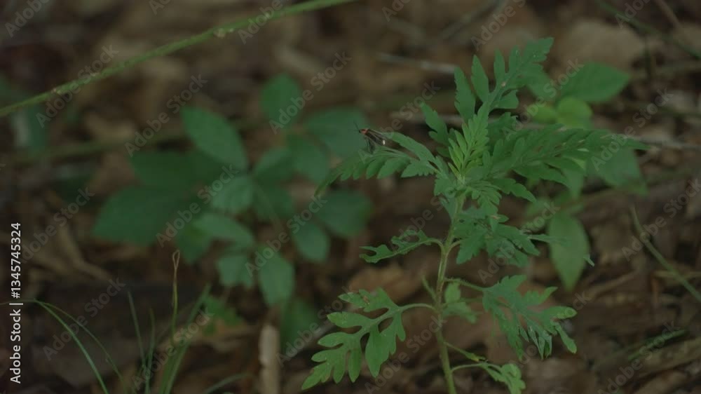 A firefly lights up while on a plant on the forest floor then flies away.