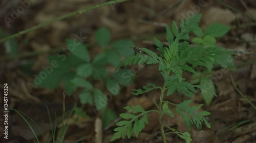 A firefly lights up while on a plant on the forest floor then flies away.