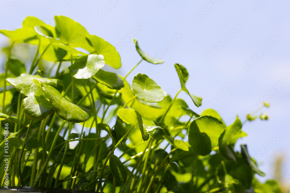 Centella asiatica (gotu kola). Fresh green leaves herb background. Centella asiatica (gotu kola). Fresh green leaves herb background.