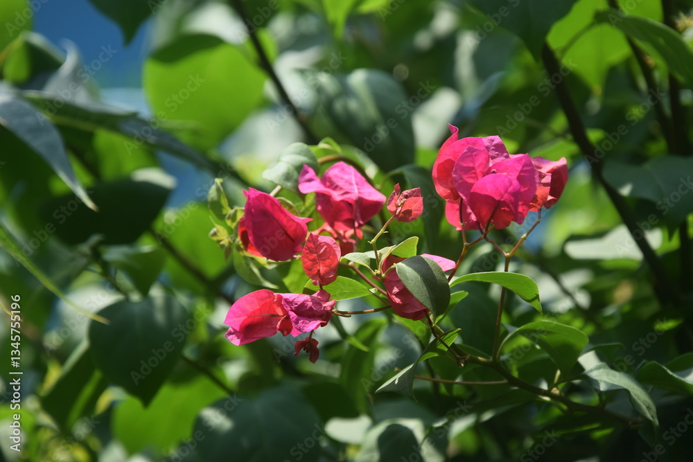 Bougainvillea flowers, also known as paper flowers, are a type of flower that is quite popular in Indonesia. Bougainvillea flowers, also known as paper flowers, are a type of flower that is quite popular in Indonesia.