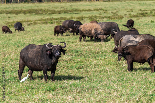 Telephoto of Cape Buffalo -Syncerus caffer- grazing in Lake Nakamuro national park, Kenya photo