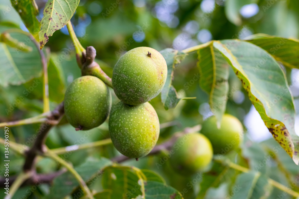 Close-up image of green walnuts on a tree branch with green leaves and natural lighting Close-up image of green walnuts on a tree branch with green leaves and natural lighting