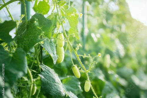 Fresh green cucumbers growing abundantly on vines in a sunlit greenhouse during summer months photo