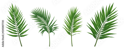 Four fresh green palm fronds isolated on white