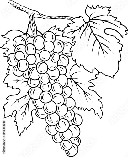 handmade vector illustration of a bunch of grapes