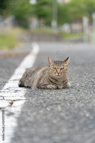 道路の上の猫