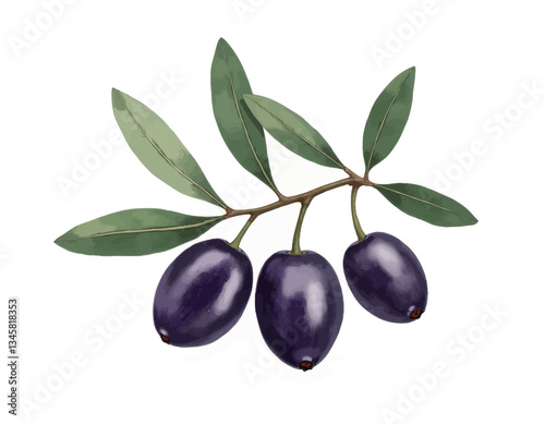 Black Olives on Branch with Leaves Isolated