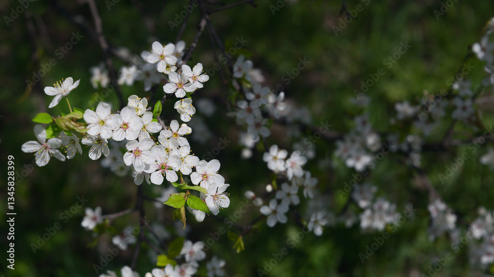White cherry flowers on dark nature background. Blooming cherry tree branch in spring. Springtime floral banner. White cherry flowers close up. White cherry flowers on dark nature background. Blooming cherry tree branch in spring. Springtime floral banner. White cherry flowers close up.