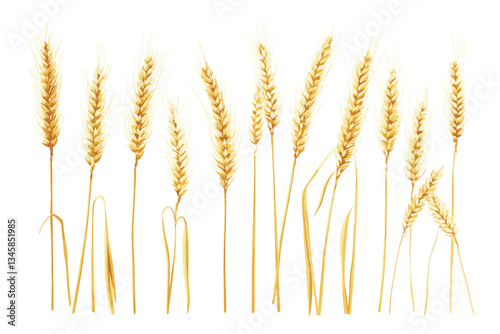 Set of straight wheat ears vector illustration on a white background