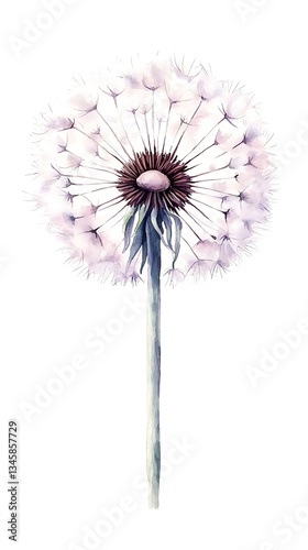Pink Dandelion Seedhead for White Background.