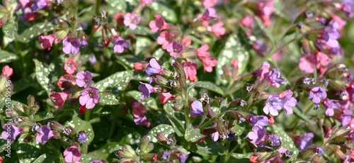 Wallpaper Mural Sunny spring day. The pulmonaria saccharata plentifully blossoms in small pink-purple flowers. Torontodigital.ca