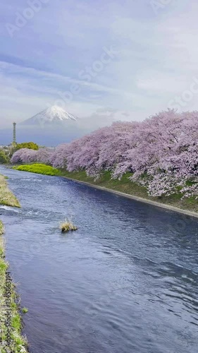 Urui River Sakura where the petals of the cherry blossom are falling with a view of the mountains and Mount Fuji behind in Shizuoka, Japan.