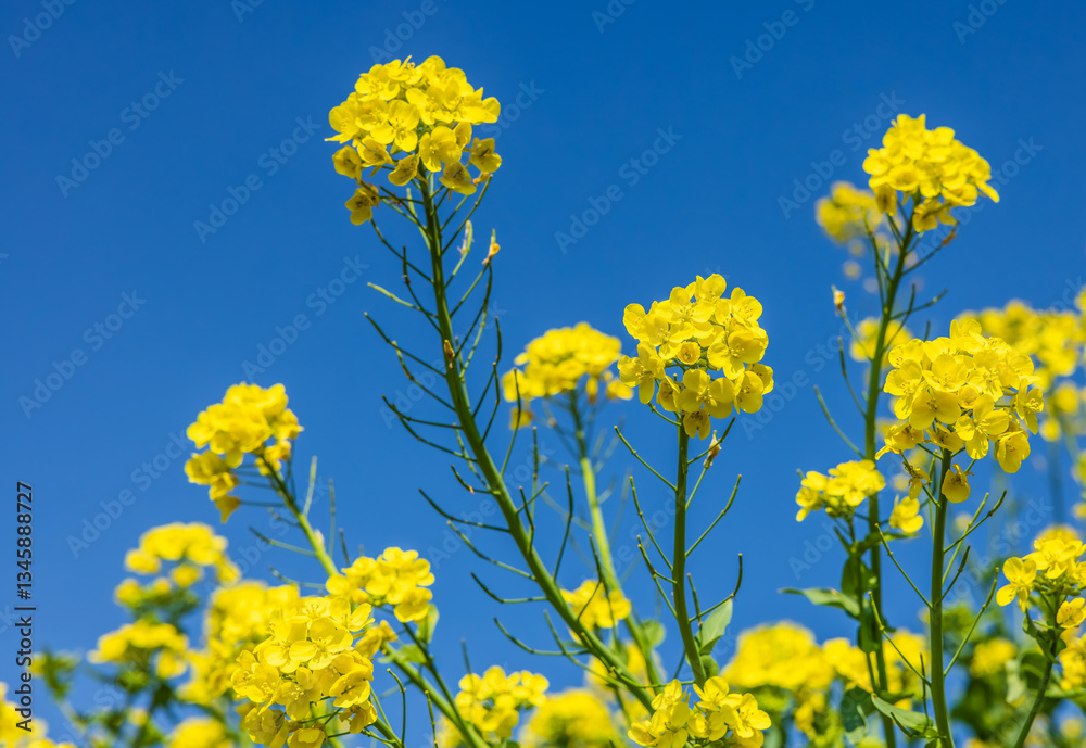 Yellow canola flower against blue sky looks beautiful in spring Yellow canola flower against blue sky looks beautiful in spring