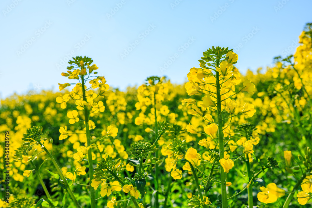 Yellow rape flowers blooming in the farmland Yellow rape flowers blooming in the farmland