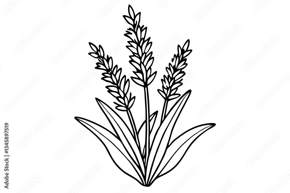 Fototapeta premium lavender line art silhouette vector illustration