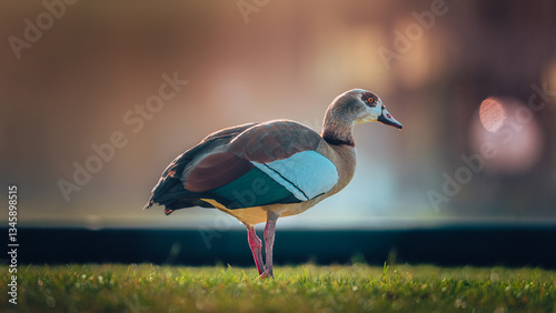 Ente bei Sonnenaufgang