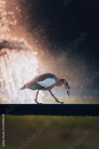 Ente bei Sonnenaufgang