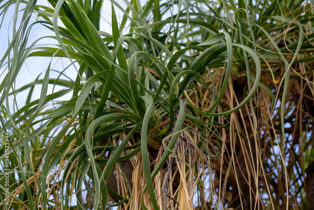Obraz premium Closeup of leaves of elephant's foot (Nolina recurvata) in a park in Madeira