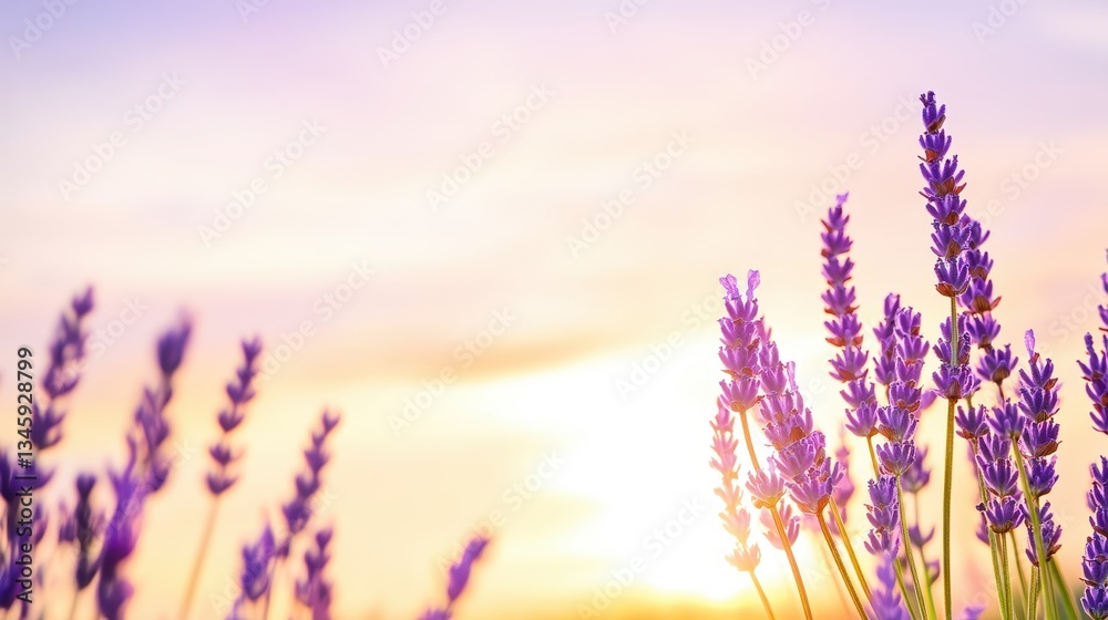 Obraz premium Lavender Flowers Illuminated By The Golden Sun'S Glow.