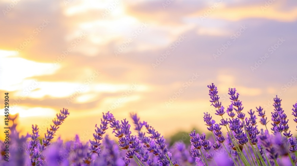 Fototapeta premium Lavender Field Under The Glowing Golden Sunset