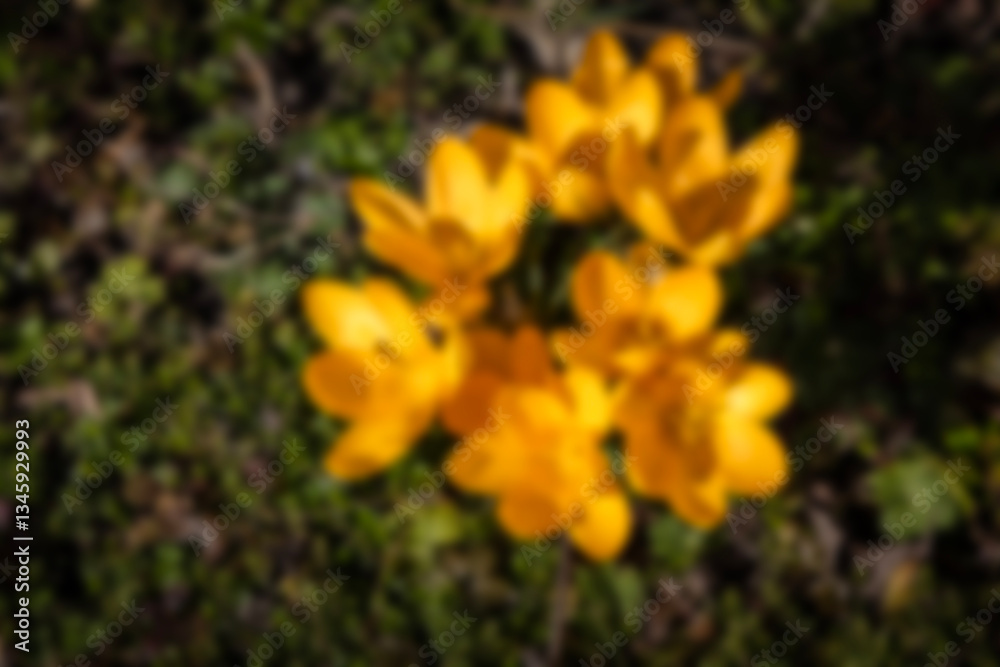 Blurred background Crocuses. Spring multi-colored purple and yellow crocus flowers on the lawn. Blurred background Crocuses. Spring multi-colored purple and yellow crocus flowers on the lawn.