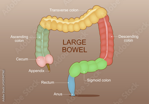 Part of Large Intestine. Colon anatomy