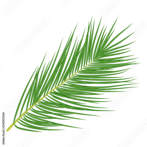 a coconut tree leaf 