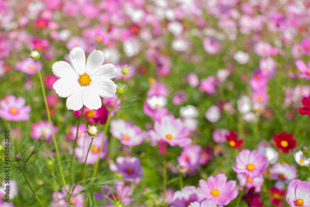 花畑の中の白いコスモス 花畑の中の白いコスモス
