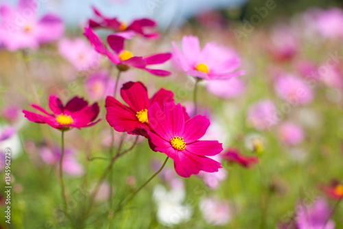 花畑に咲くコスモスの花
