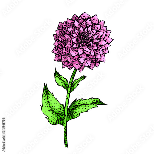 petal dahlia sketch hand drawn vector