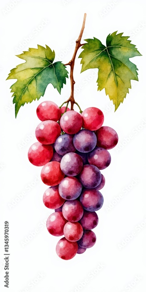Fototapeta premium Juicy purple clusters of grapes