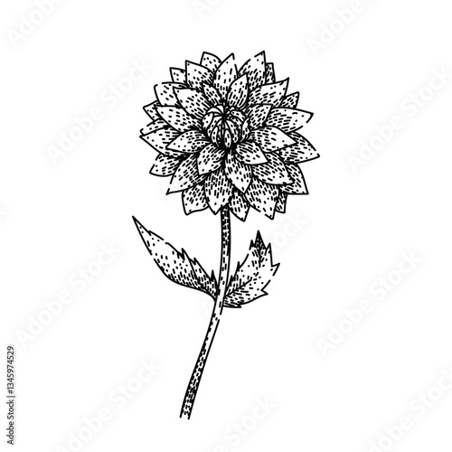 perennial dahlia sketch hand drawn vector