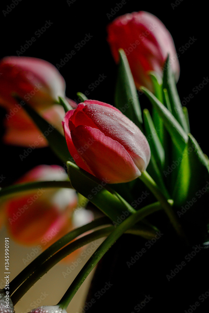 Naklejka premium red tulip on black background