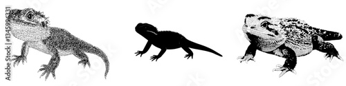 A cartoon zoo character, the wild orange bearded dragon, is a tropical reptile in a modern terrarium lizard illustration isolated on white background