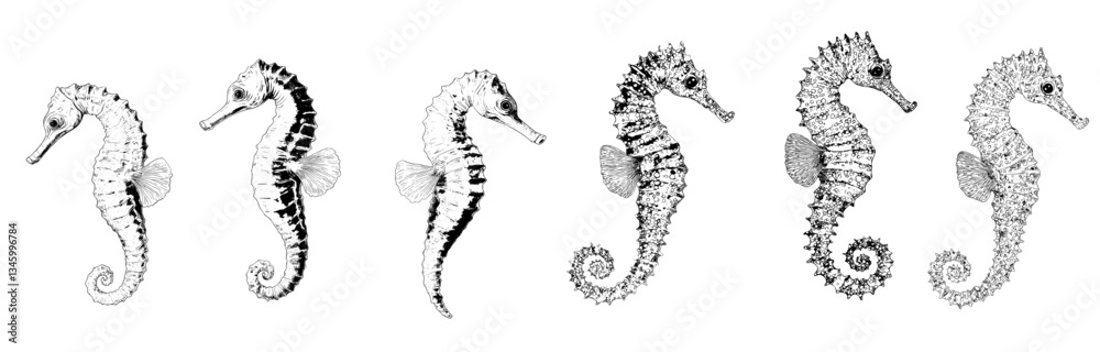 Fototapeta premium A collection of seahorse sketches has been compiled, featuring vintage tattoo drawings of ocean water underwater animals and aquatic sea nature for aquarium life and marine modern illustration