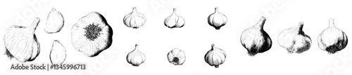 Garlic is depicted in a sketch, a spice and vegetable food, as a natural herb in a retro ink drawing, as part of a set of garlic sketches in modern illustration