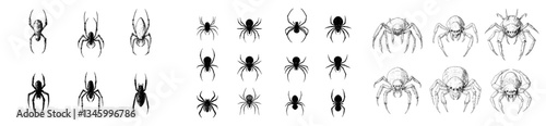Spider sketches depict spiders in a vintage drawing style, showcasing poisonous arachnids and insects on a spiderweb, symbolizing creepy danger and tarantulas in a modern illustration set