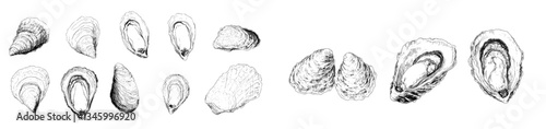 Engraving oysters, a luxury seafood delicacy featuring fresh mollusks, bivalves, clams, and mussels in their shells, typically served at marine food restaurants, depicted in a hand-drawn black